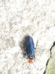 Acantholyda erythrocephala