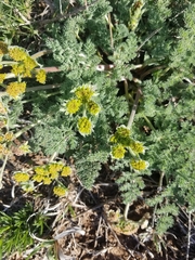 Lomatium foeniculaceum