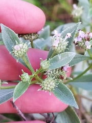 Hyptis saxatilis