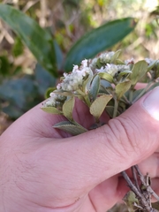 Hyptis saxatilis