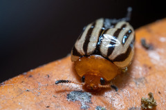 Plagiodera septemvittata
