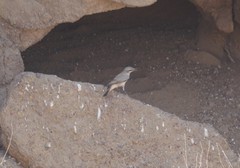 Oenanthe chrysopygia