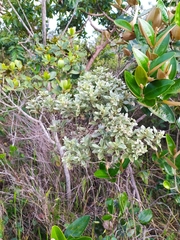 Hyptis saxatilis