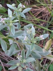 Hyptis saxatilis