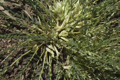 Astragalus chionanthus