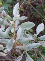 Hyptis saxatilis