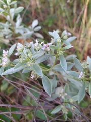Hyptis saxatilis