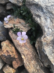 Viola crassiuscula