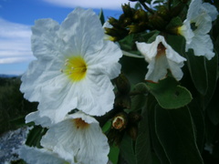 Cordia boissieri