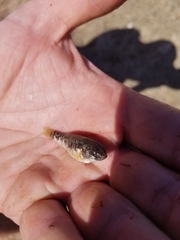 Cyprinodon rubrofluviatilis