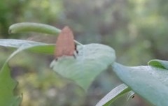 Parachma ochracealis