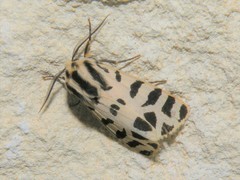 Apantesis incorrupta