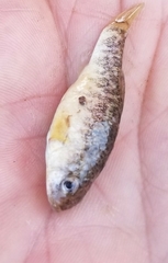 Cyprinodon rubrofluviatilis