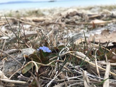 Myosotis rehsteineri