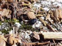 Sehirus cinctus albonotatus