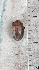 Byrrhus pilula