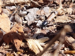 Sehirus cinctus albonotatus