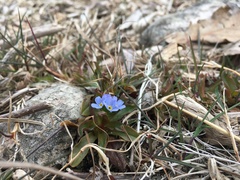 Myosotis rehsteineri