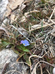 Myosotis rehsteineri