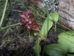 Satyrium bracteatum