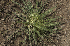 Astragalus chionanthus