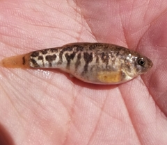 Cyprinodon rubrofluviatilis