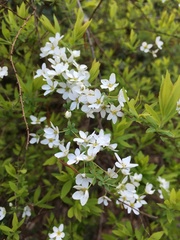 Spiraea thunbergii