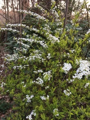 Spiraea thunbergii