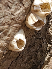 Amphibalanus eburneus