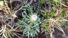 Jurinea humilis