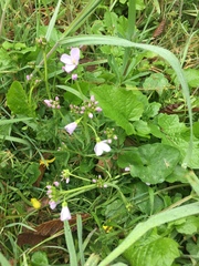 Cardamine pratensis