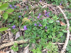 Glechoma hederacea
