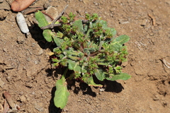 Chorizanthe staticoides