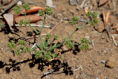 Chorizanthe staticoides