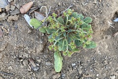 Chorizanthe staticoides