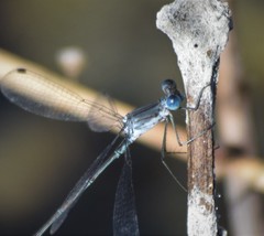 Lestes forficula