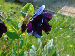 Cerinthe retorta