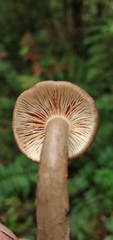 Lactarius costaricensis