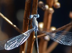 Lestes forficula