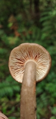 Lactarius costaricensis