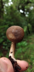Lactarius costaricensis
