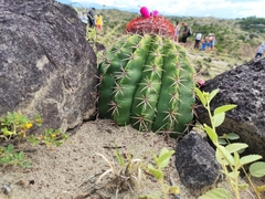 Melocactus curvispinus