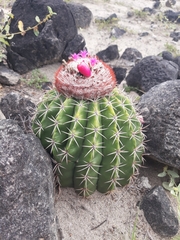 Melocactus curvispinus