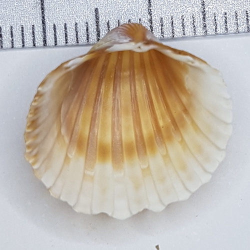 Representative image of Acanthocardia paucicostata