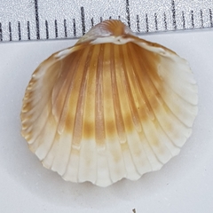 Acanthocardia paucicostata
