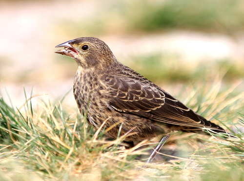Brown-headed Cowbird, photo 7 of 9