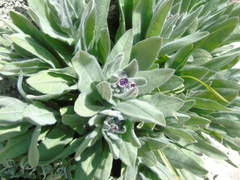 Cynoglossum columnae