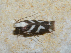 Filatima