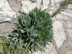 Cynoglossum columnae
