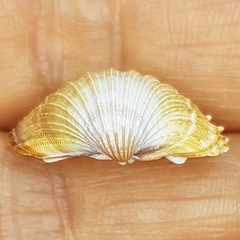 Acanthocardia paucicostata